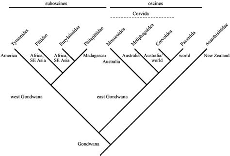 Cladogram Of Major Groups Of Passerines Based On The Phylogenetic