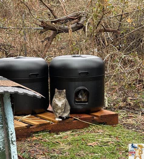 How To Build A Winter Cat Shelter In 5 Easy Steps Artofit