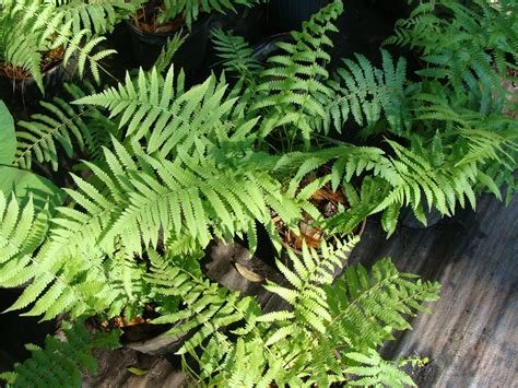 Thelypteris Kunthii Southern Shield Fern Naturescapes Of Beaufort Sc