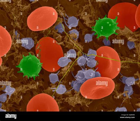 Les Globules Rouges Les Globules Blancs Monocytes Plaquettes