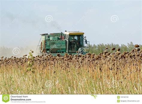 Harvester Harvest Sunflower Editorial Stock Image - Image of plantation ...