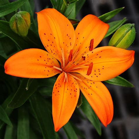 Asiatic Lily Flowers Orange Lily Flower Tiger Lily Flowers Lily Flower