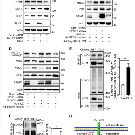 Senp Sentrin Specific Protease Mediated Notch Neurogenic Locus