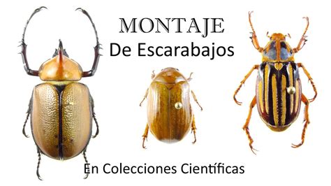 Anatomía Del Escarabajo Hércules Escarabajo Hércules Dynastes