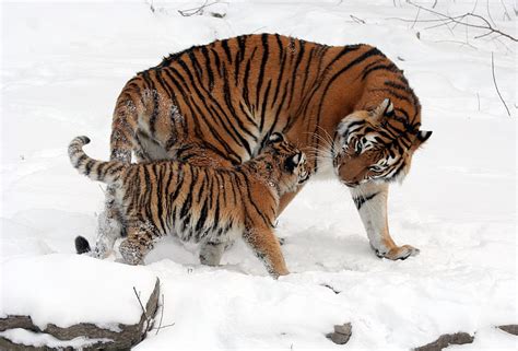 Madre tigre con su cachorro tigru tigre gatito bebé blanco