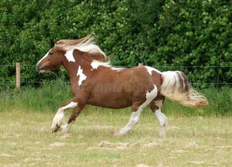 Skewbald Gypsy Vanner Horse Gallops in Pasture Stock Photo - Image of ...