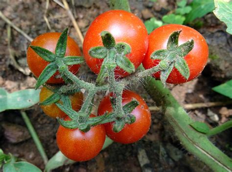 Fotos Gratis Fruta Hoja Maduro Comida Rojo Produce Vegetal