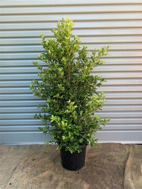 Syzygium Resilience Lilly Pilly 12 Pot Hello Hello Plants