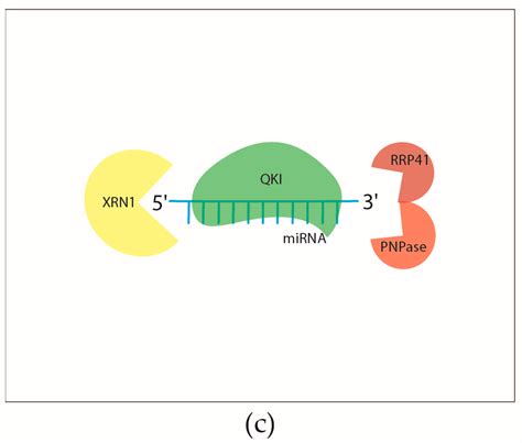 Ijms Free Full Text Rna Binding Proteins In The Mirna Pathway