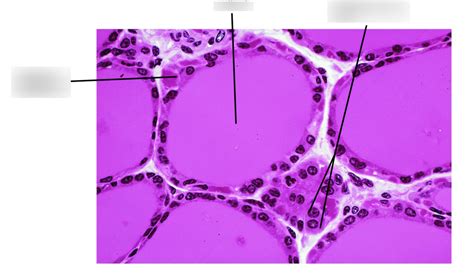 BSC216 Lab Exam 2 Thyroid Histology Diagram Quizlet