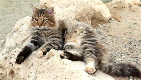 Long Haired Tabby Cat - Types, Breeds, Patterns