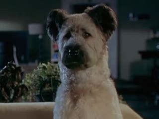 Karate Dog Trailer (2004) - Video Detective