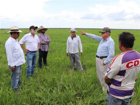 Campeche Como El Principal Productor De Arroz A Nivel Nacional