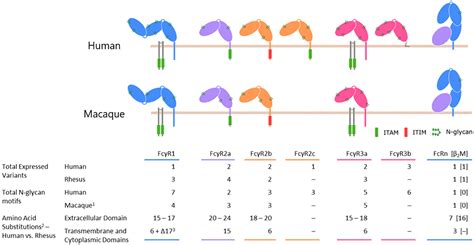 Frontiers Mind The Gap How Interspecies Variability In Igg And Its