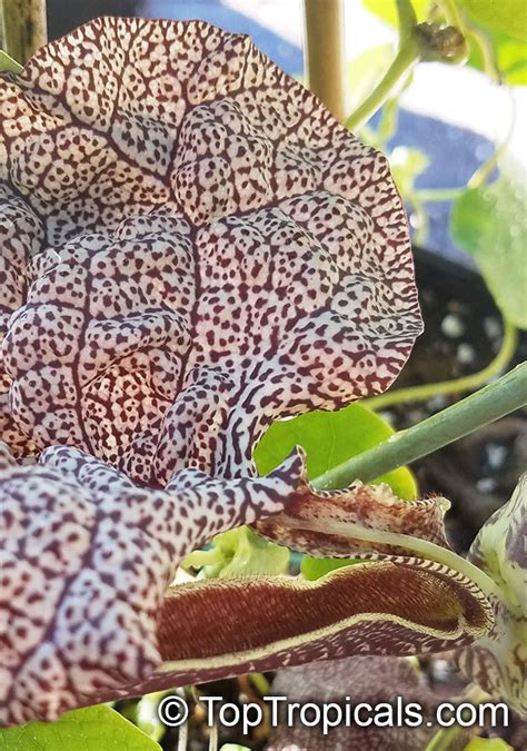 Aristolochia Labiata Aristolochia Brasiliensis Mottled Dutchmans