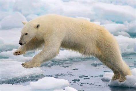 Animals That Live in the Arctic (9 Examples) - Wildlife Informer