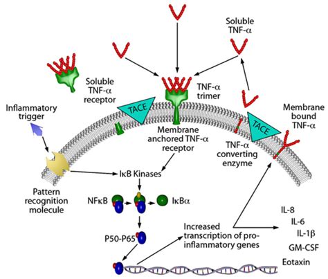 Tnf Alpha Signaling Pathway