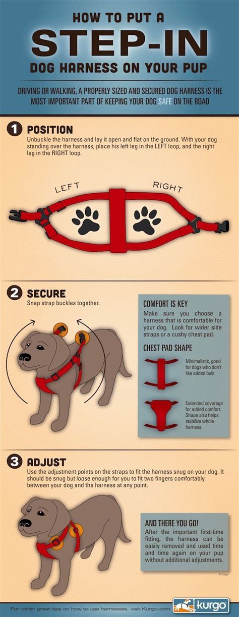 How To Properly Put On A Dog Harness Dog Harness Dog Harness Diy