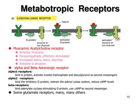 Ppt Neurotransmitters Neurotransmitter Receptors And Their Effects