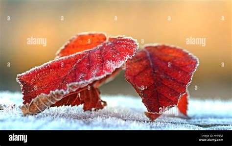 Frozen Autumn Foliage Page Sheet Red Leaves Foliage Cold Ice