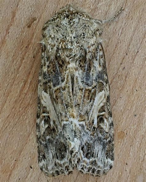 Spodoptera Praefica Western Yellowstriped Armyworm 10 000 Things Of The Pacific Northwest