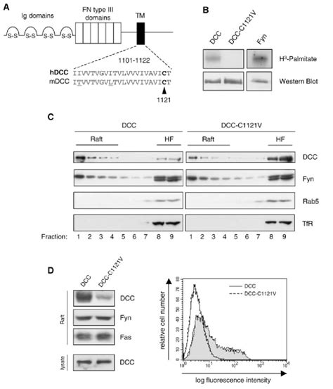 Dcc Is Palmitoylated A Schematic Representation Of Dcc B