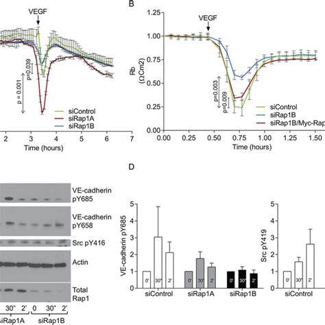 Rap1B Is Required For VEGF Induced EC Responses And Signaling Src