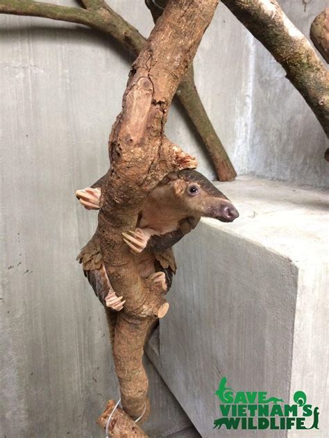 Helping Hand - Pangolin Reports - Global Environmental Reporting