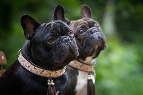 Como Surgiram Os Cachorros De Focinho Achatado Olhar Digital