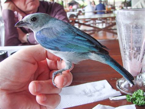 Blue-gray Tanager | Bird | Laura Erickson's For the Birds