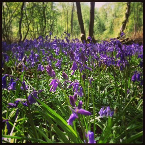 Bluebells in the woods, Warwickshire, England