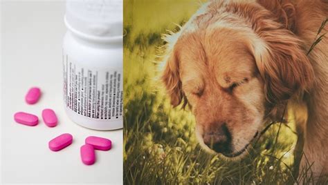 Benadryl For Dogs: Dosage, Uses, & Side Effects - DogTime