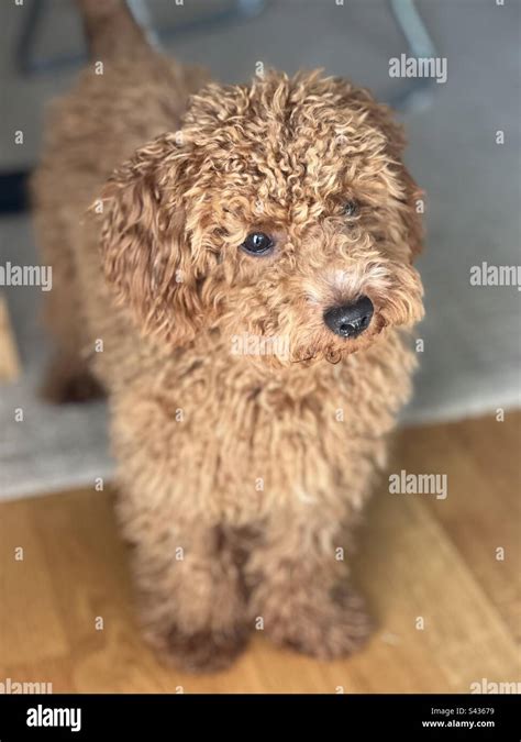 Red Toy Poodle Puppy Hi Res Stock Photography And Images Alamy