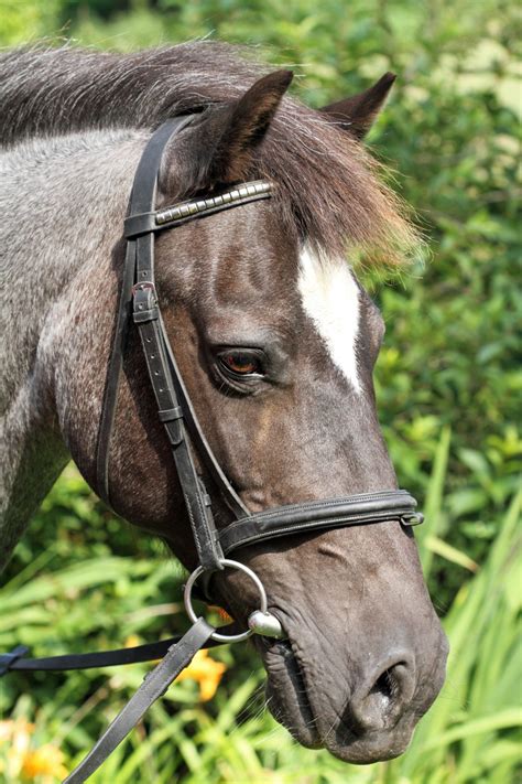 Free Images Profile Standing Bay Rein Stallion Mane Bridle