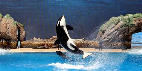 Seaworld Killer Whale Tilikum