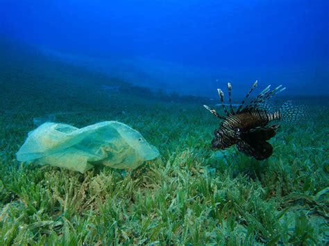 Plastikmüll im Meer wichtigsten Antworten WWF