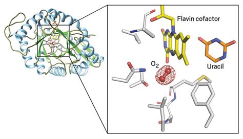 Unusual monooxygenase mechanism adds oxygen to molecules without ...