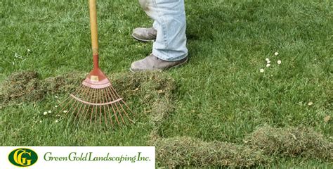 How To Remove Moss From Grass Green Gold Landscaping Inc