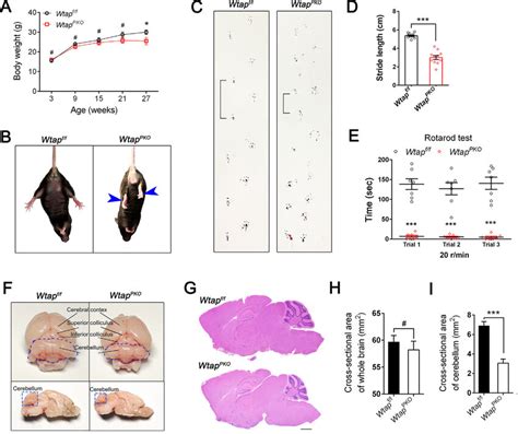 Wtap Pko Mice Exhibited Ataxia Phenotypes And Cerebellar Atrophy A