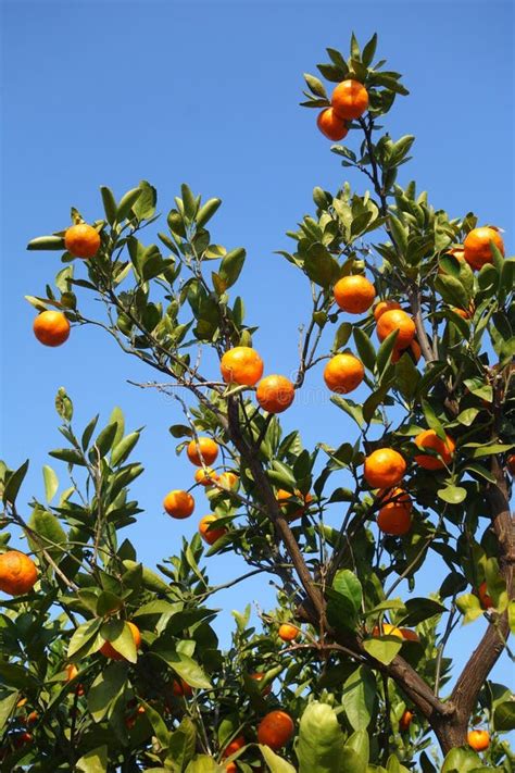 Orange Mandarin on the Tree Stock Image - Image of sunny, hanging ...