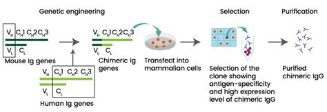 Chimeric Antibody | Sino Biological