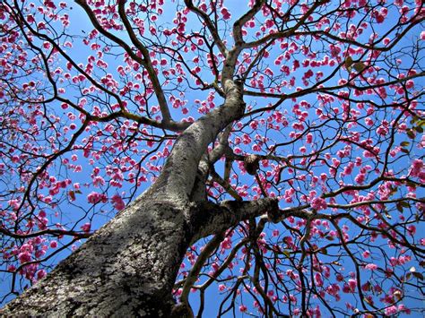 Ip Roxo Handroanthus Impetiginosus Handroanthus Impetig Flickr