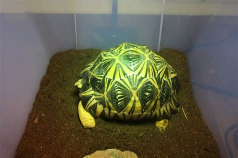 Radiated tortoise For Sale in United States (2) | Petzlover