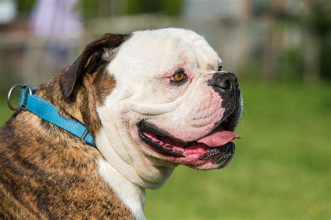 Brindle Coat American Bulldog Dog in Move on Grass Stock Photo - Image ...