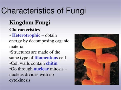 Ppt Characteristics Of Fungi Powerpoint Presentation Free Download