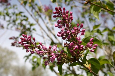 Tree-Form Lilac – Pruning | Walter Reeves: The Georgia Gardener