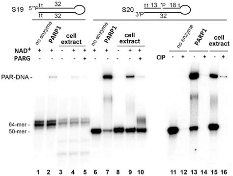 Formation Of Par 3′ Phosphate Dna Adducts In Nuclear Extracts From Hela