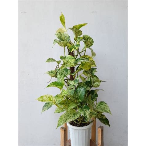 Jual Tanaman Hias Sirih Epipremnum Marble Queen Variegata REAL