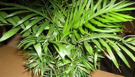 Хамедорея элеганс: уход в домашних условиях: фото, видео