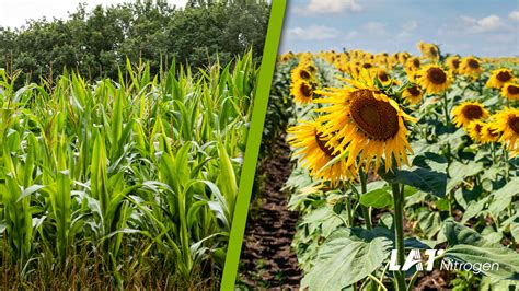 Düngung der Sommerungen Sommergerste Hafer Kartoffel und Zuckerrübe